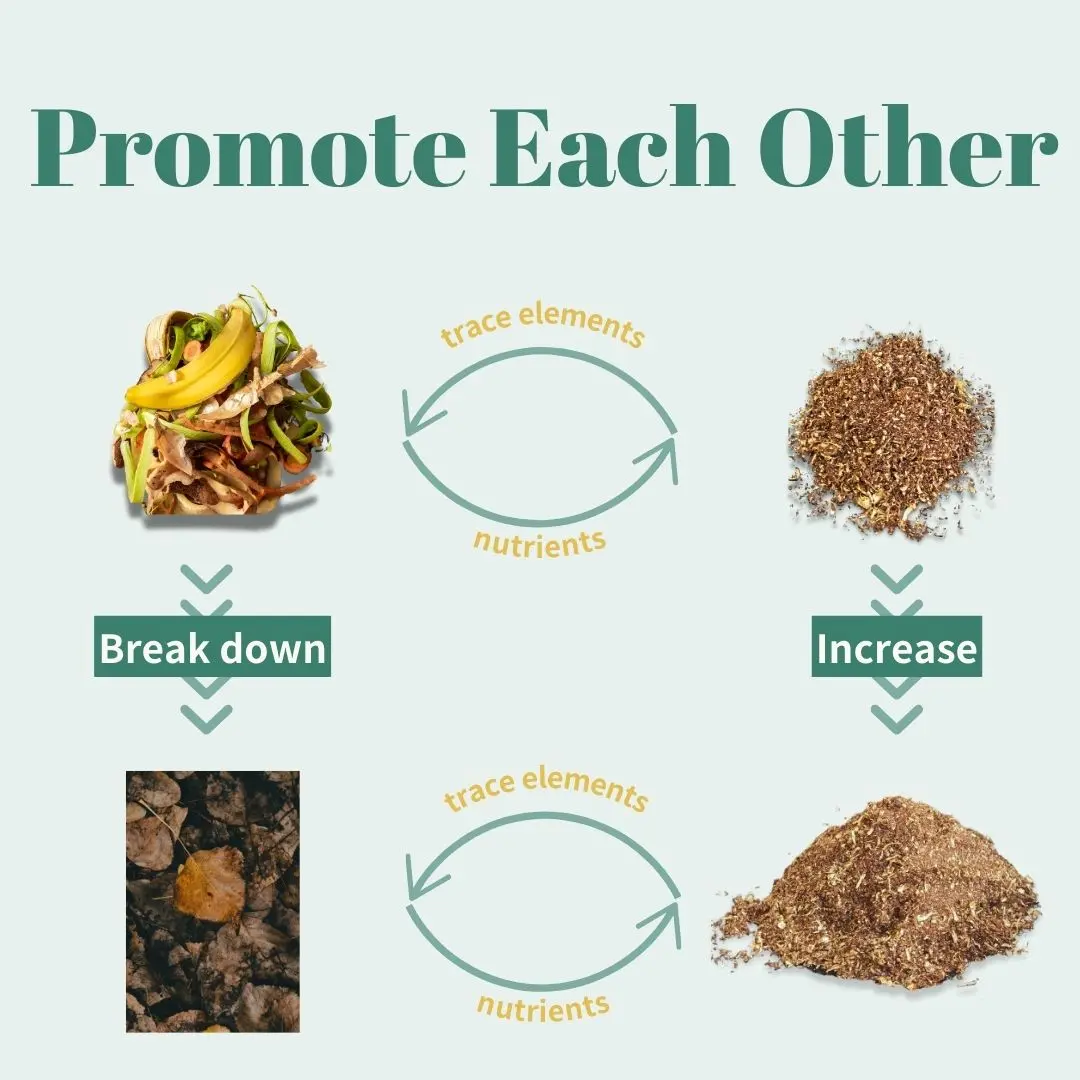 How Does Donut Transform to Compost